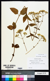 Ageratina aromatica image