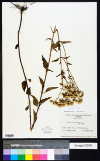 Ageratina aromatica image