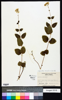 Ageratina aromatica image