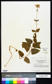 Ageratina aromatica image