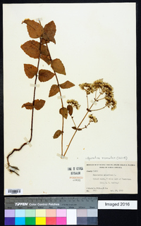 Ageratina aromatica image