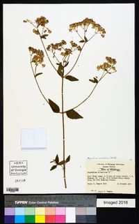 Ageratina aromatica image