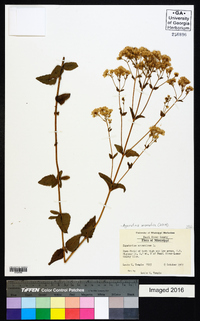 Ageratina aromatica image