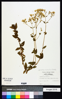 Ageratina aromatica image