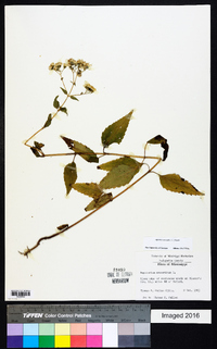 Ageratina aromatica image