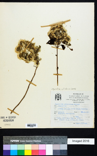 Ageratina cylindrica image