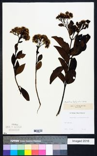 Ageratina fastigiata image