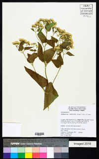 Ageratina herbacea image