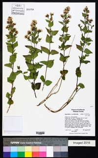 Ageratina occidentalis image