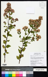 Ageratina occidentalis image