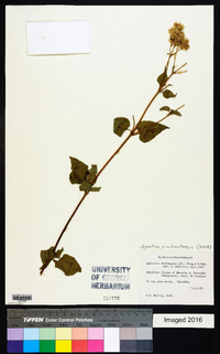 Ageratina pichinchensis image