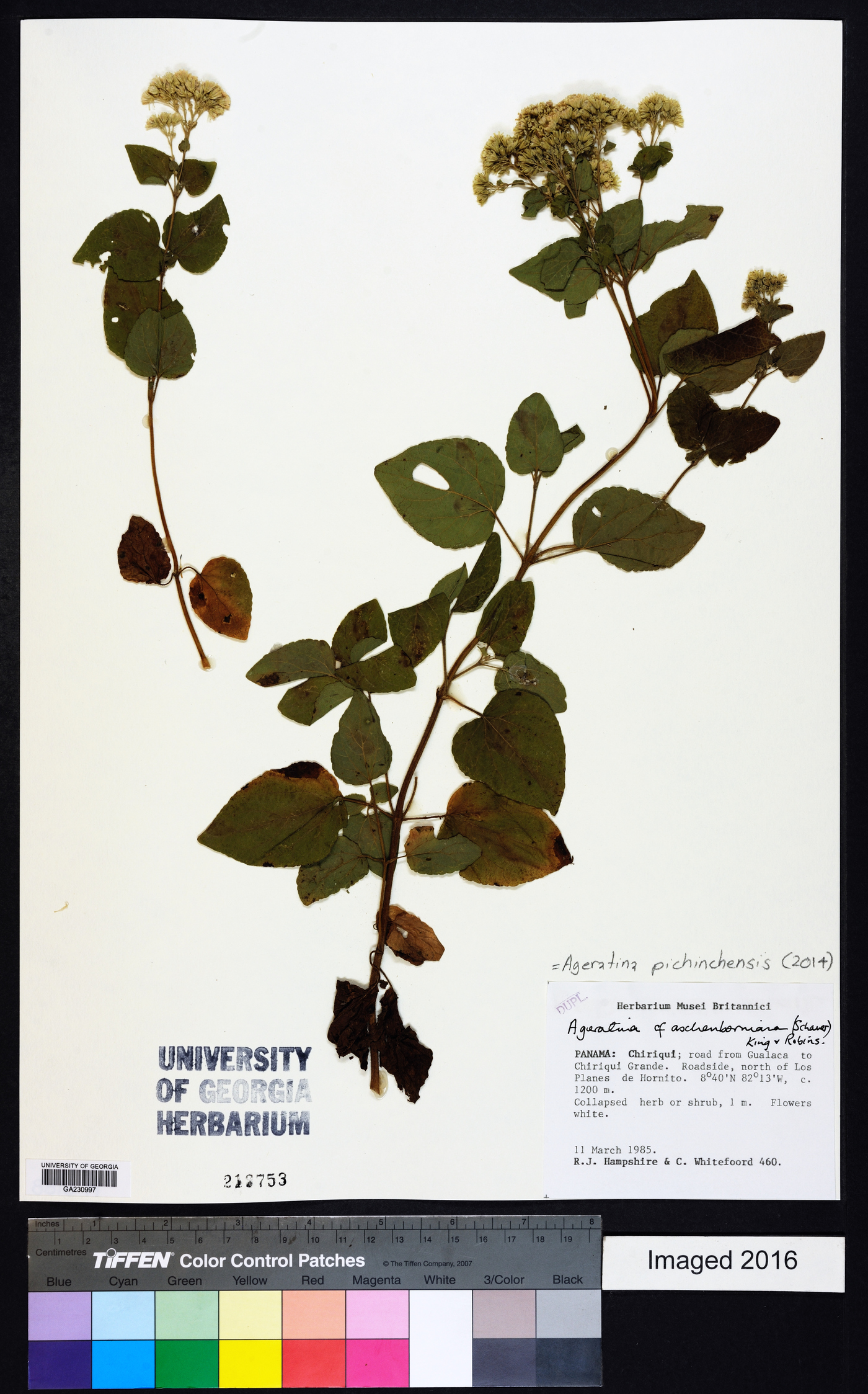 Ageratina pichinchensis image