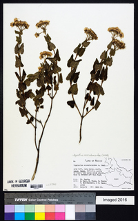 Ageratina scorodonioides image