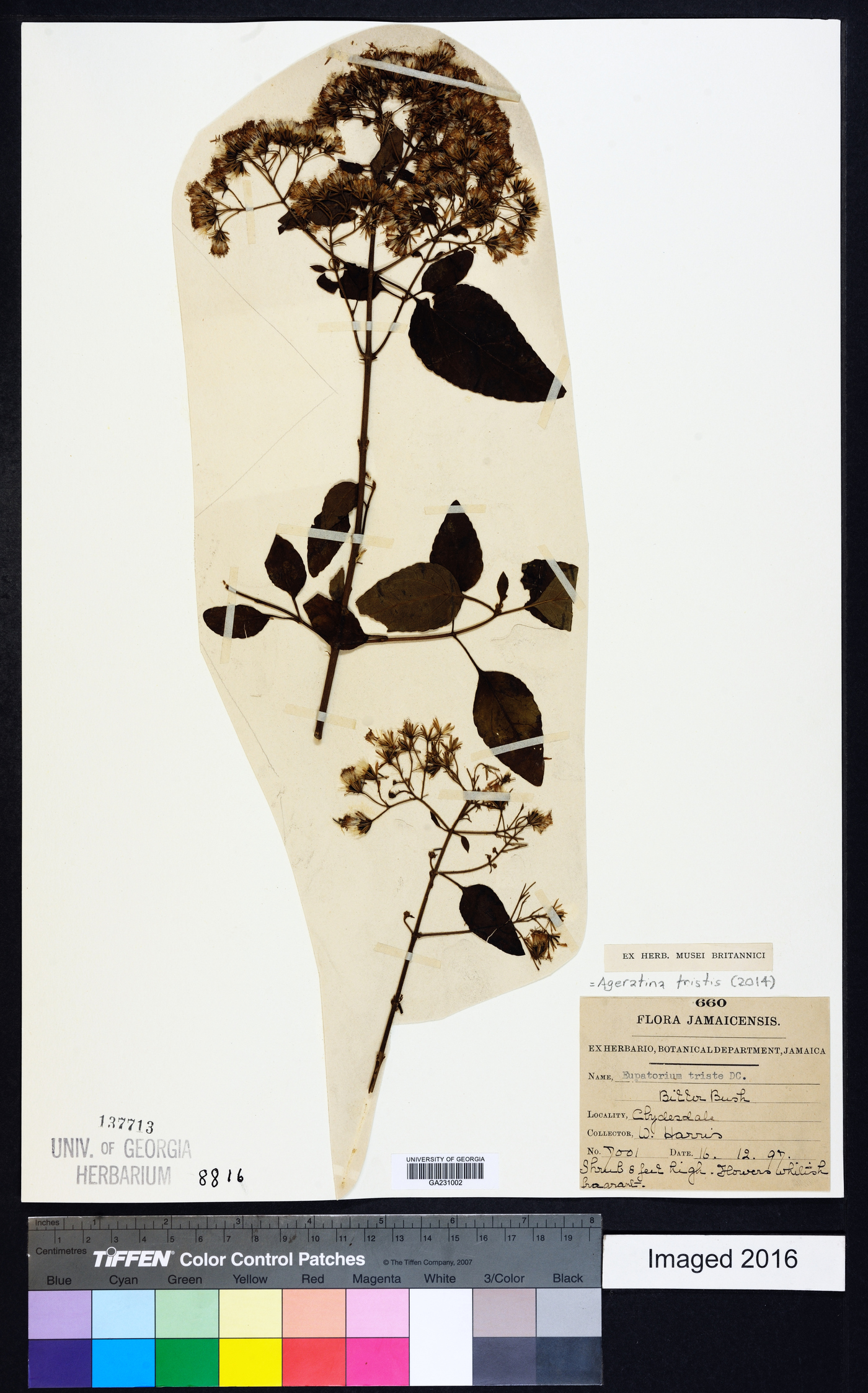 Ageratina tristis image