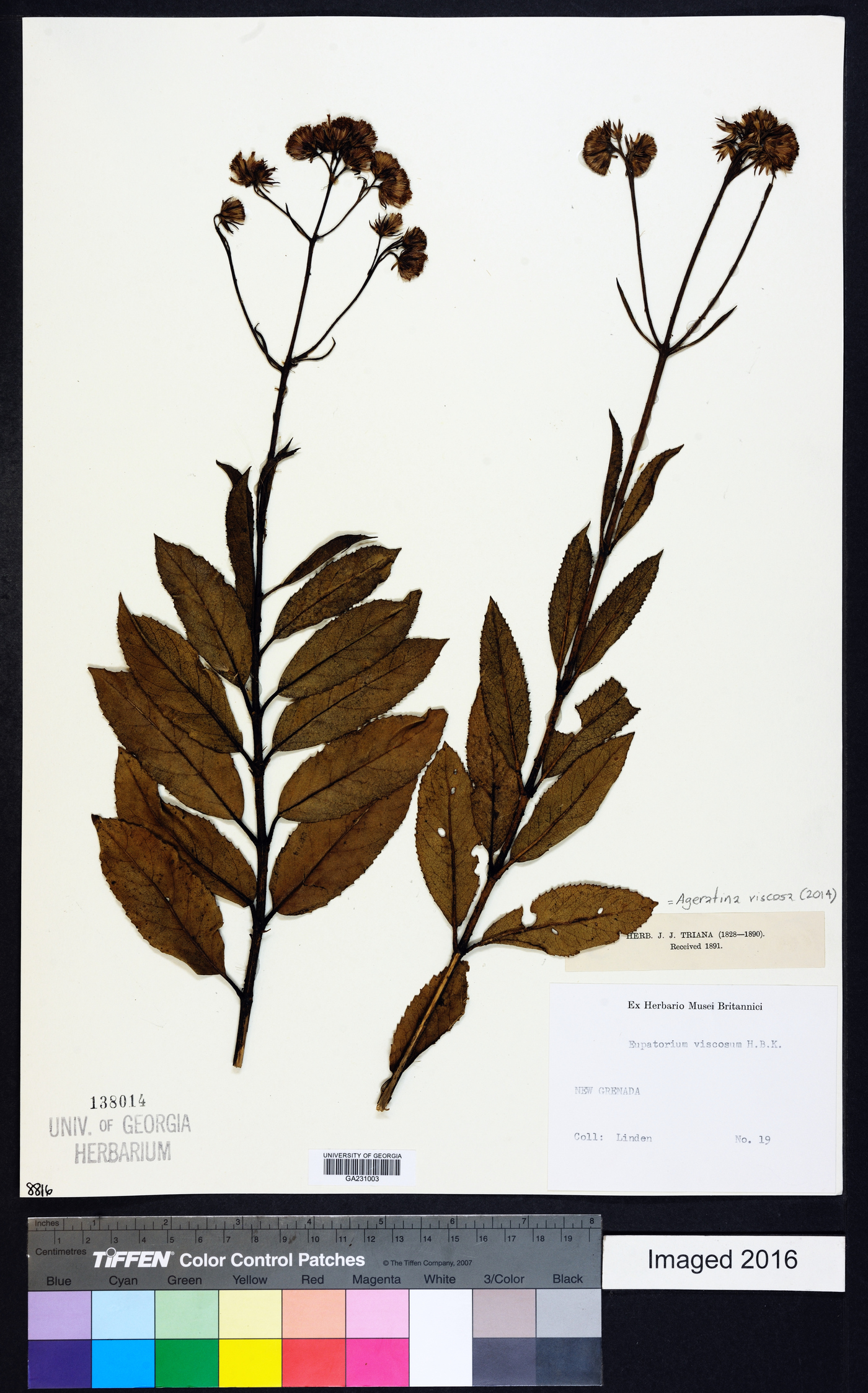 Ageratina viscosa image