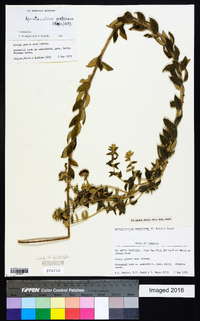 Ageratinastrum polyphyllum image