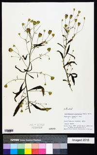 Ageratinastrum polyphyllum image