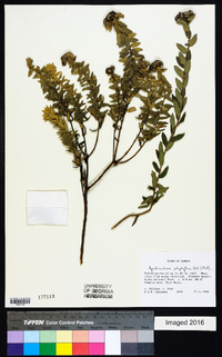 Ageratinastrum polyphyllum image