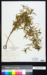 Ageratum salicifolium image
