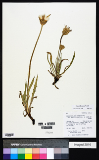 Agoseris glauca image