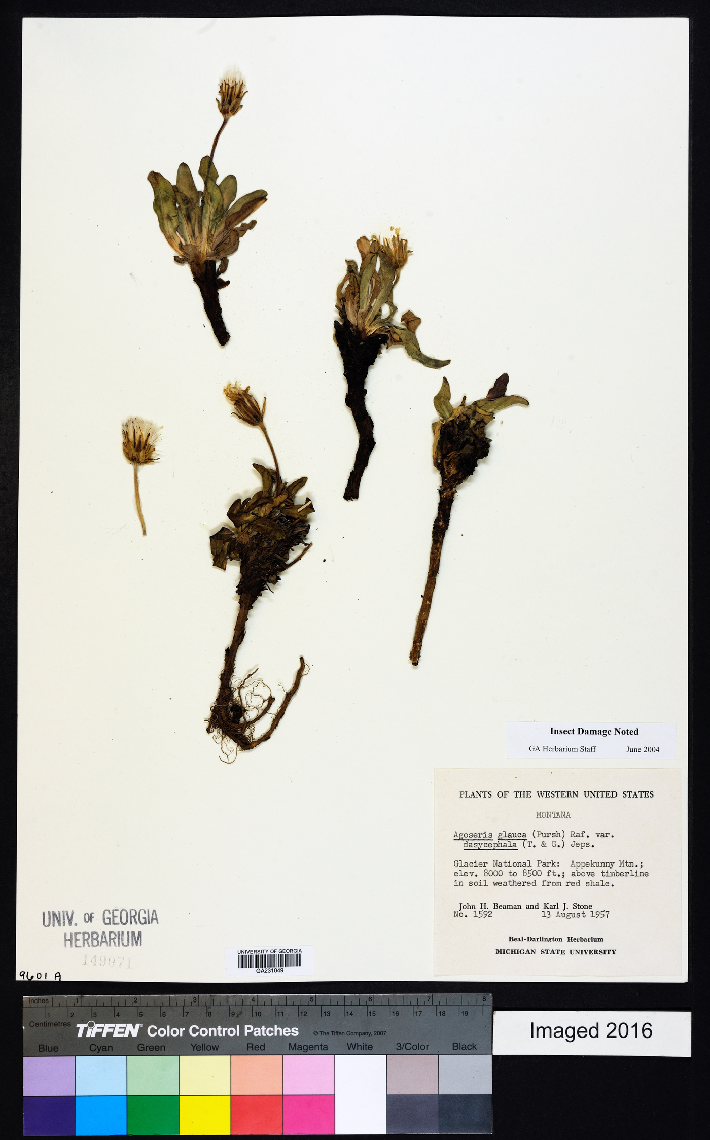 Agoseris glauca var. dasycephala image