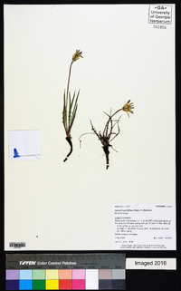 Agoseris parviflora image