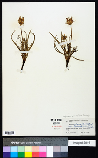 Agoseris parviflora image