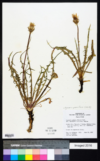 Agoseris parviflora image