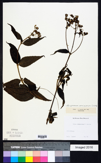 Alloispermum caracasanum image