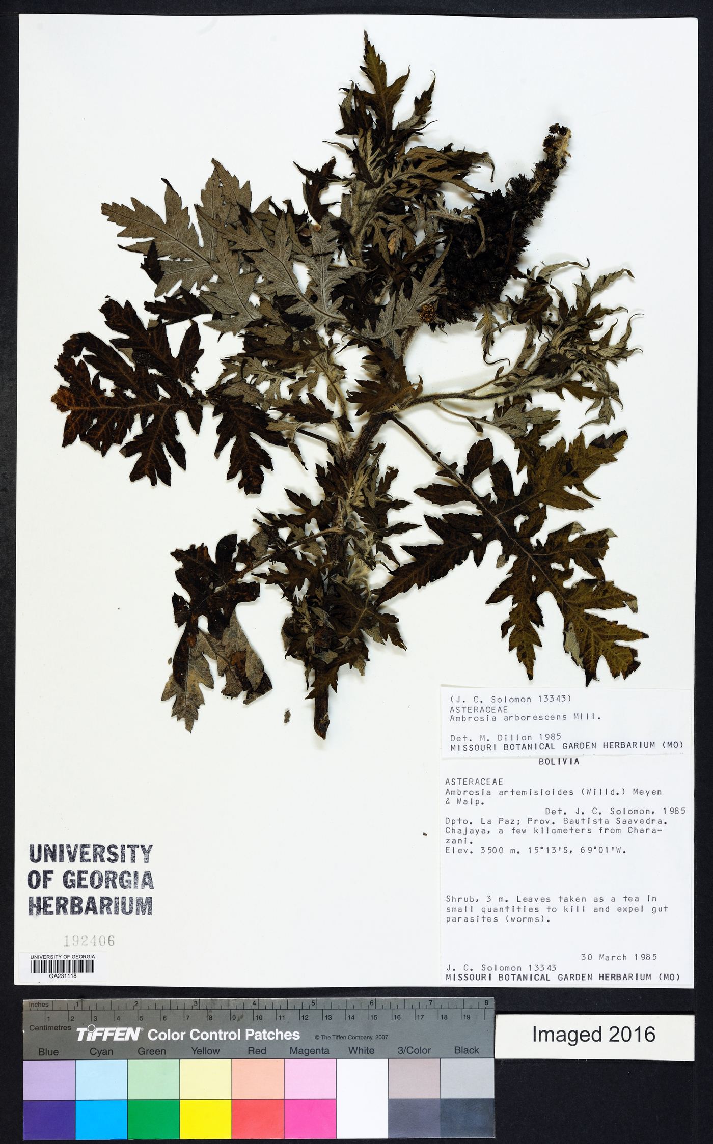 Ambrosia arborescens image