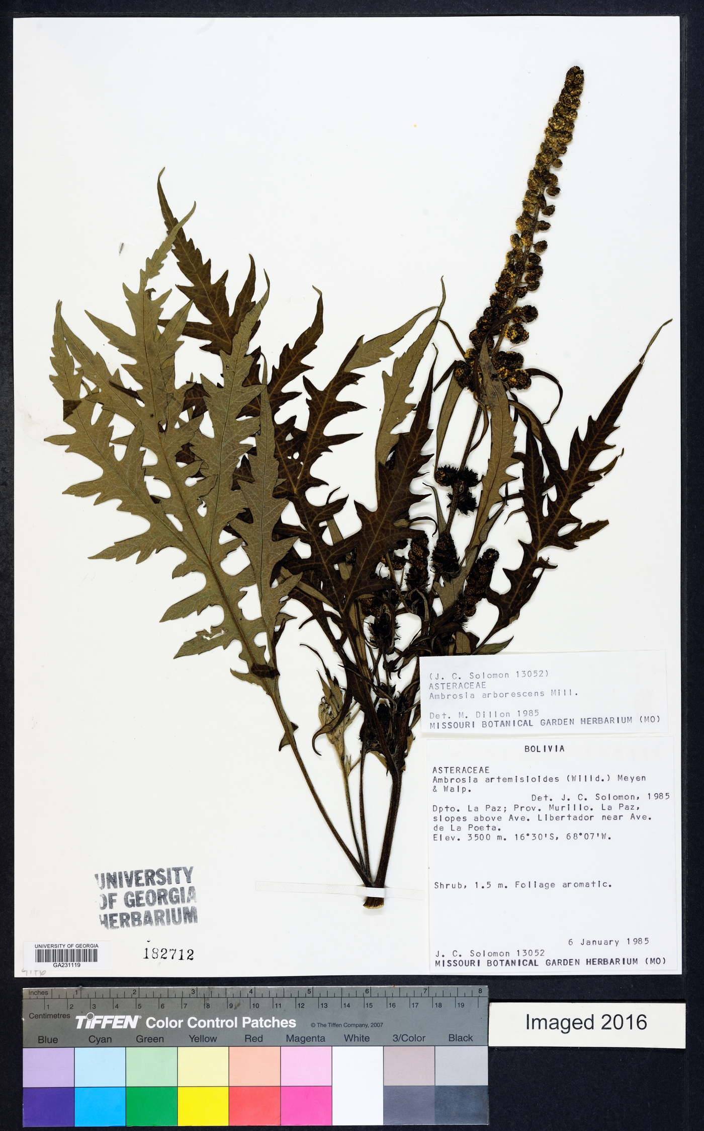 Ambrosia arborescens image