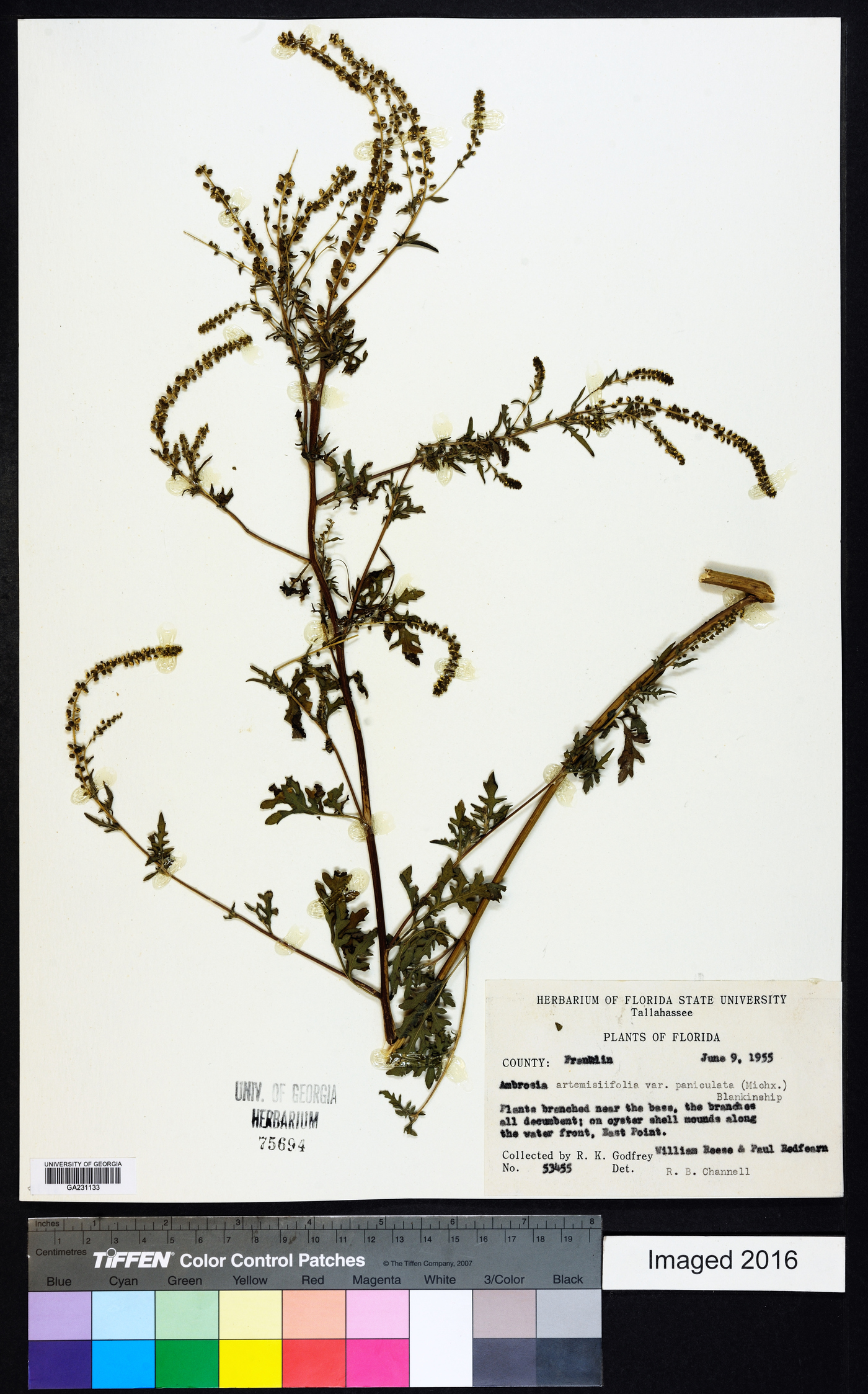 Ambrosia artemisiifolia var. paniculata image