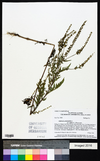 Ambrosia artemisiifolia var. elatior image