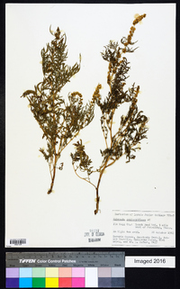 Ambrosia confertiflora image