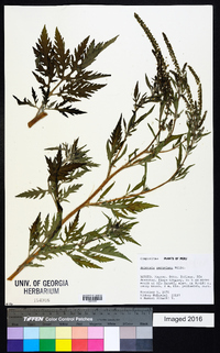 Ambrosia peruviana image