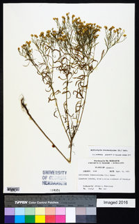 Amphiachyris dracunculoides image