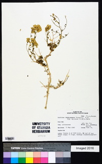 Amphipappus fremontii var. spinosus image