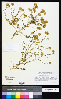 Amphipappus fremontii var. spinosus image