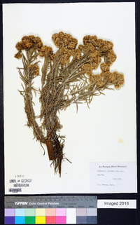 Anaphalis javanica image
