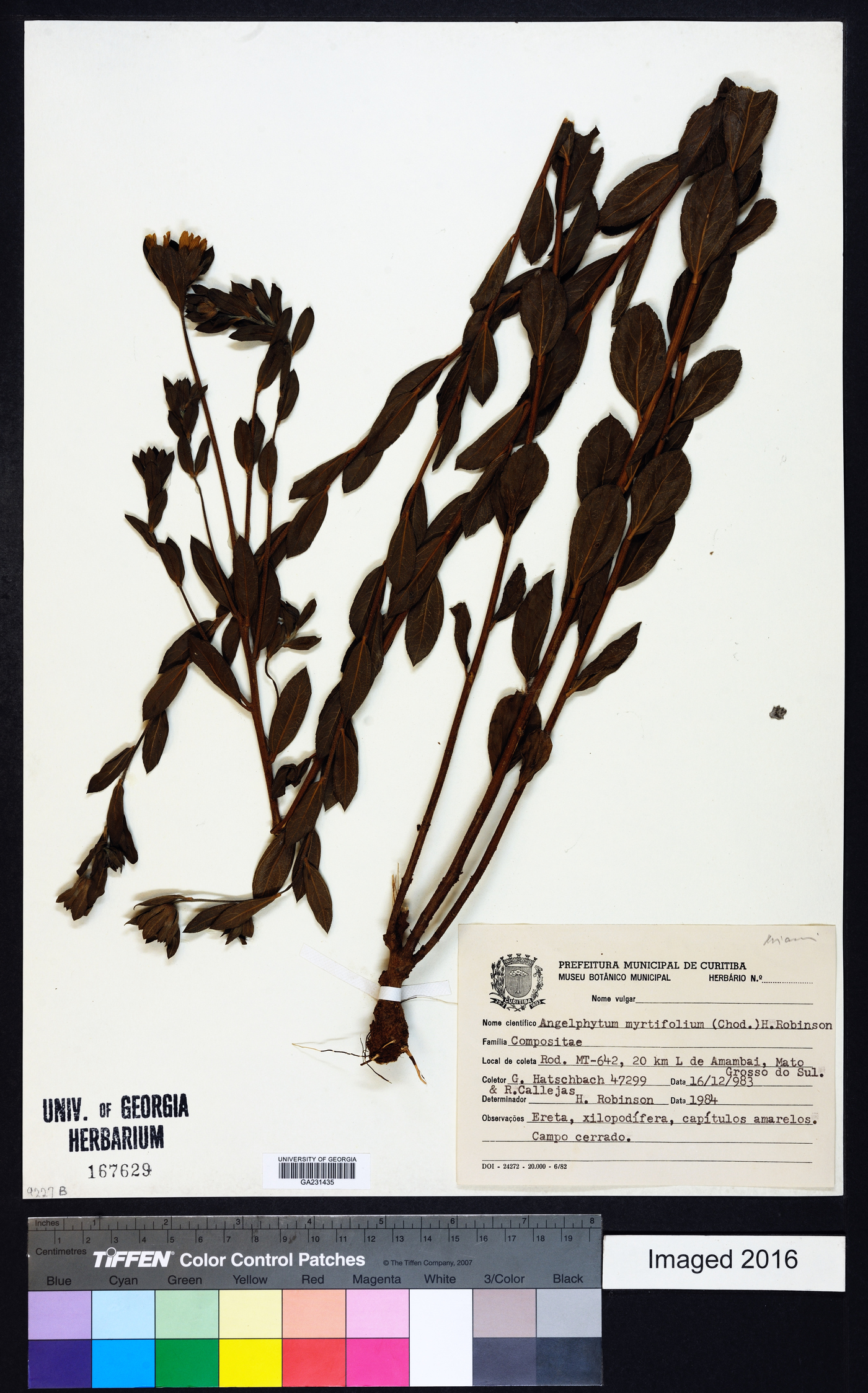 Dimerostemma myrtifolium image