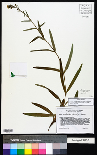 Anisocarpus madioides image