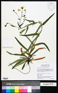 Anisocarpus madioides image