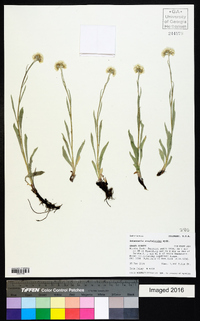 Antennaria anaphaloides image