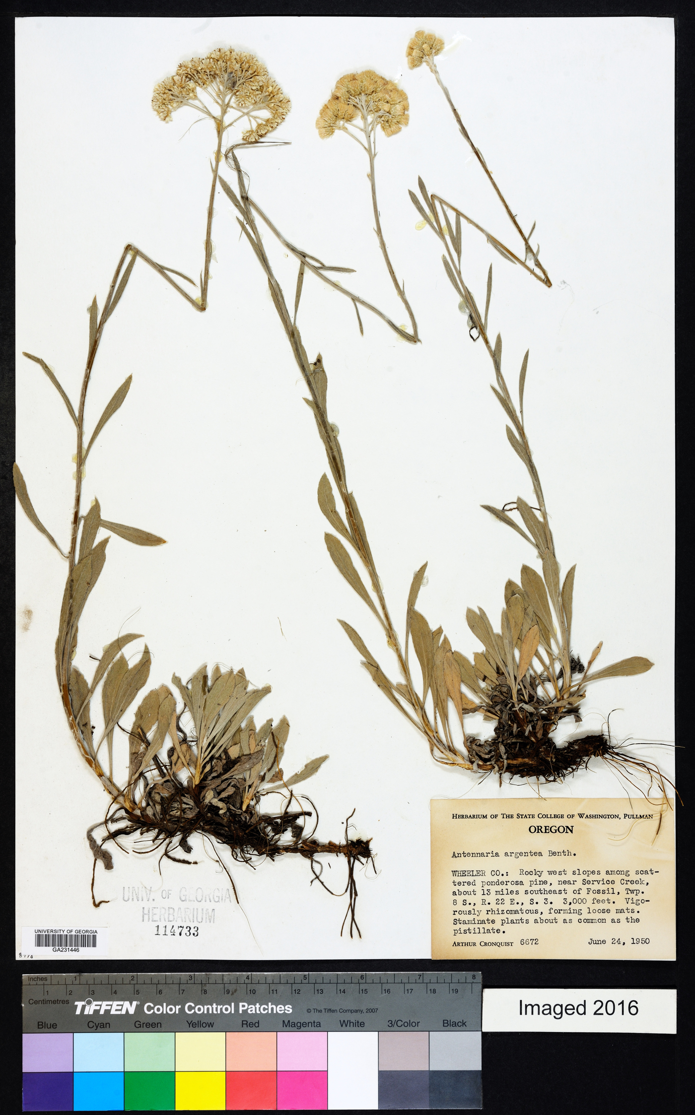 Antennaria argentea image