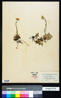 Antennaria howellii subsp. neodioica image