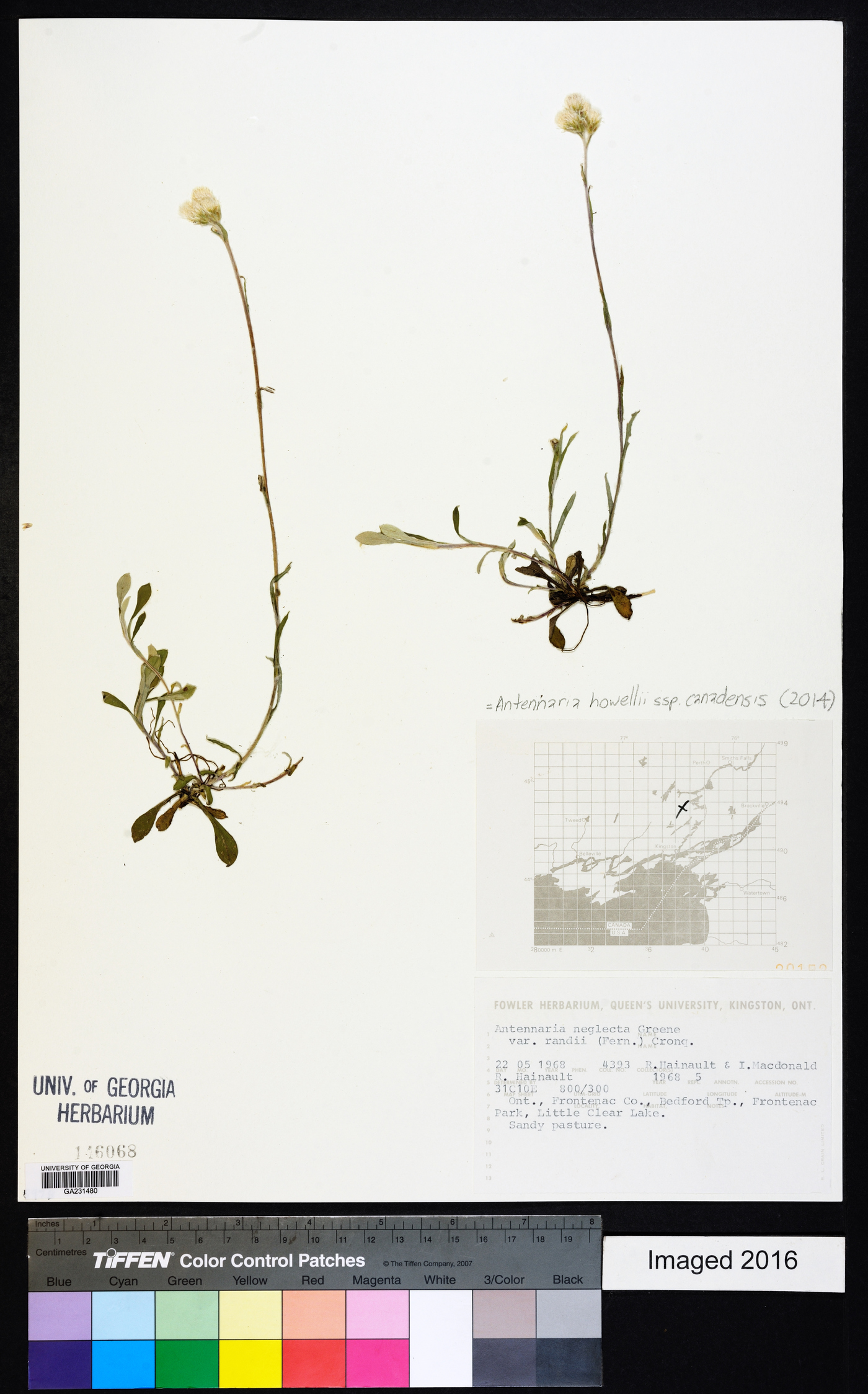 Antennaria howellii subsp. canadensis image