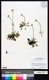 Antennaria marginata image