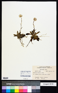 Antennaria neglecta image