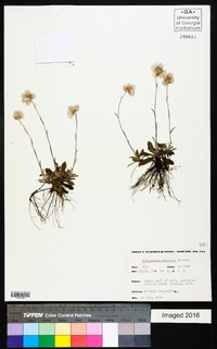 Antennaria neglecta image