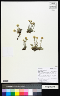 Antennaria umbrinella image